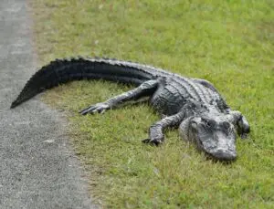 A close-up shot of the crocodile on the grass